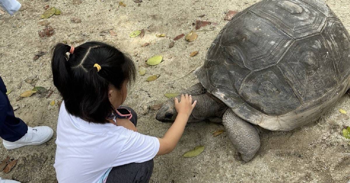 The giant tortoise interaction