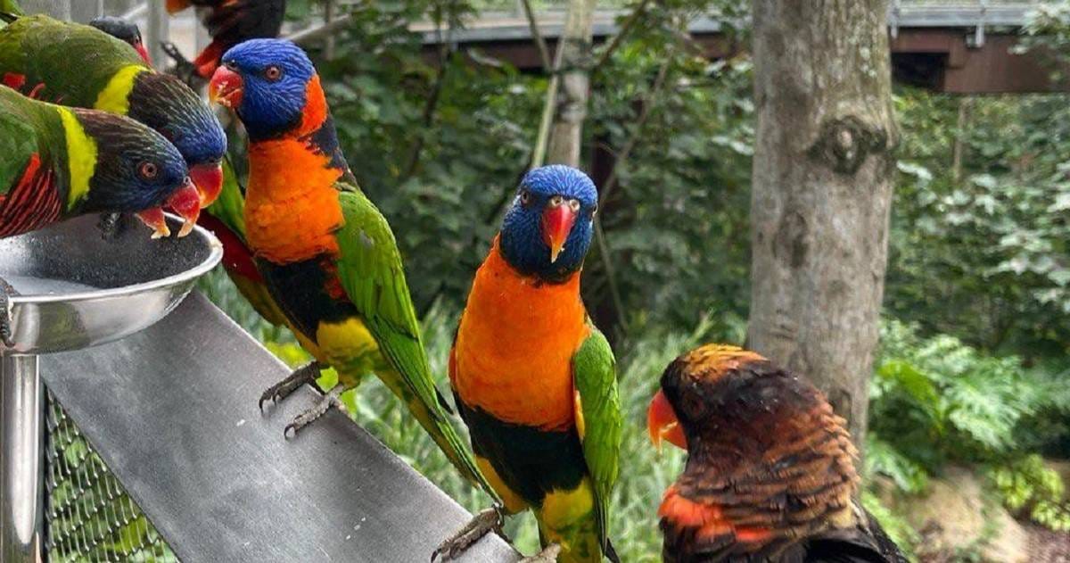 Lories at a feeding rail in Lory Loft