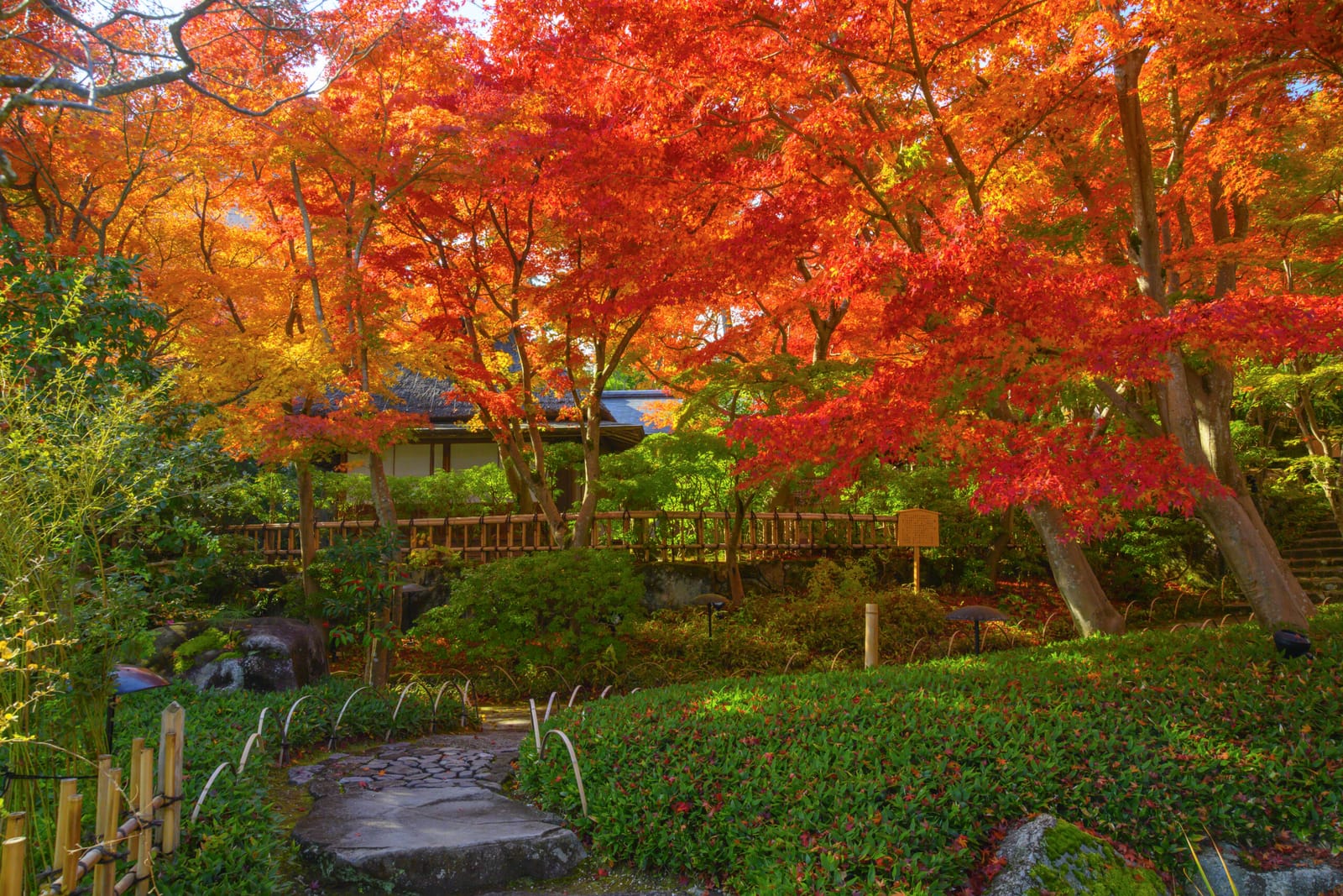 The tea garden in autumn