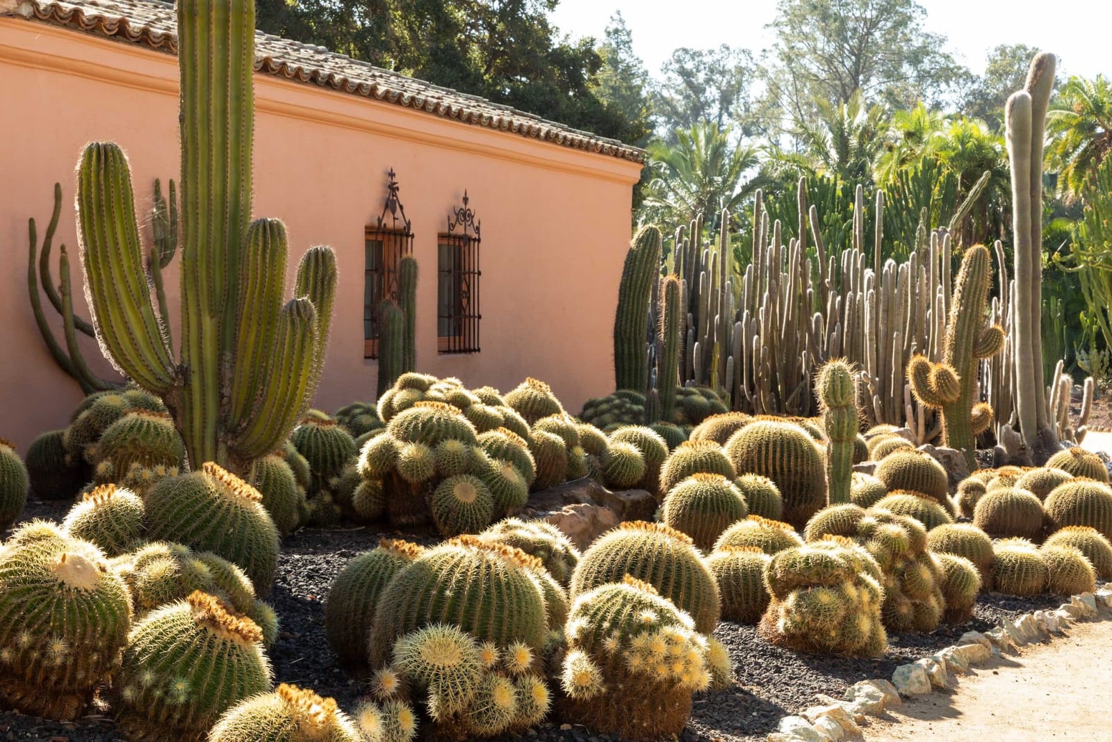 Golden barrel cacti along a pink wall