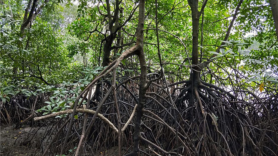 Mangrove roots at low tide
