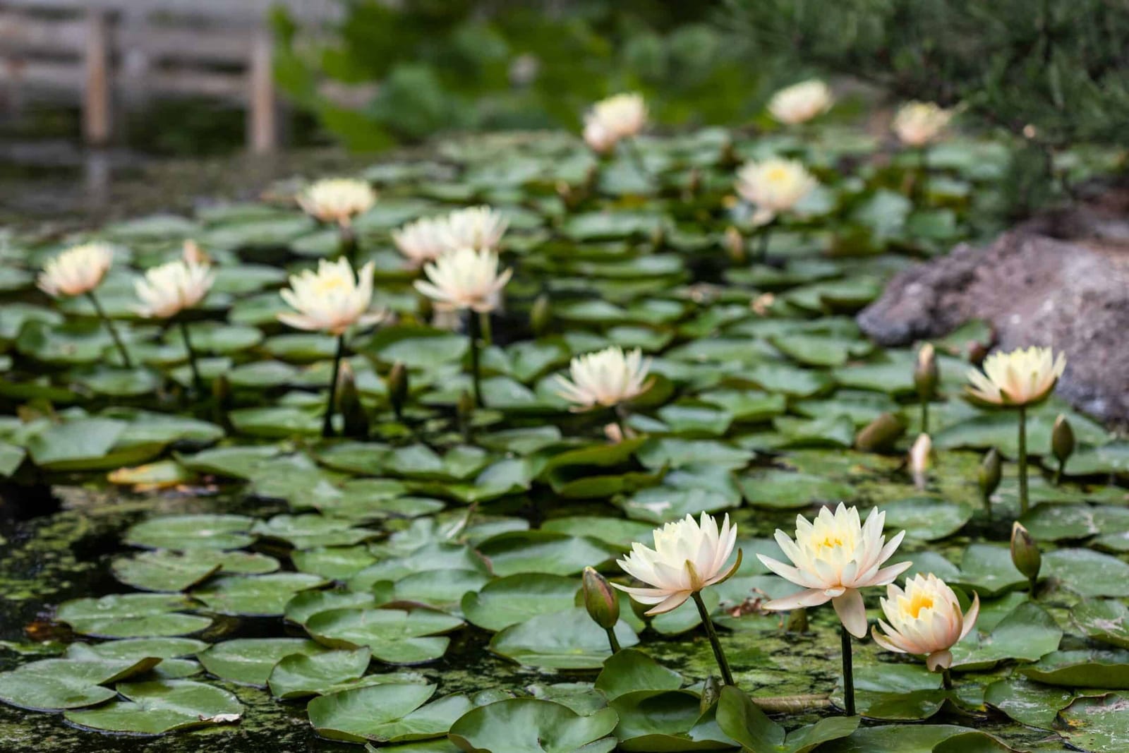 Water lilies on a garden pond