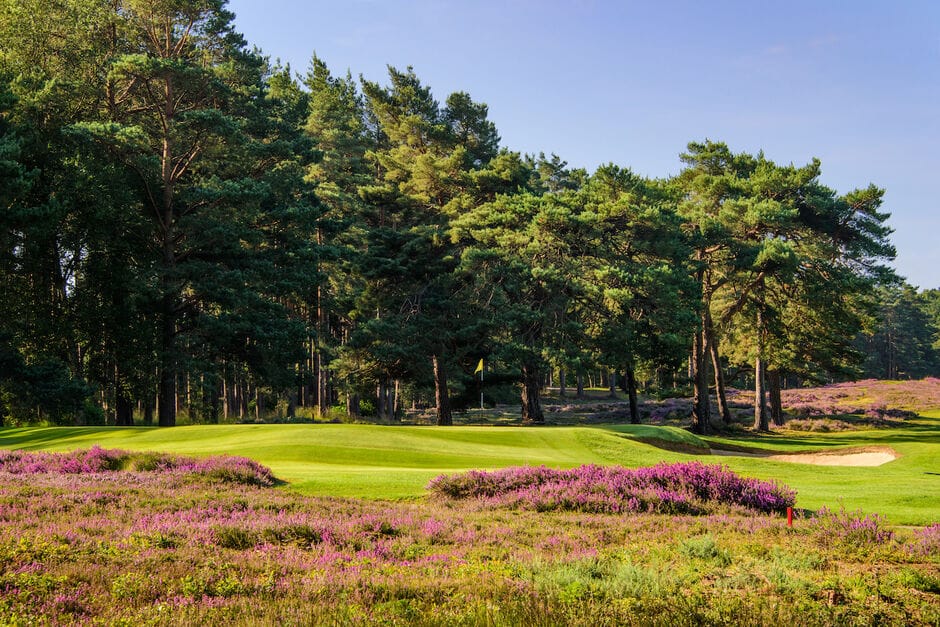 The 11th green among pines