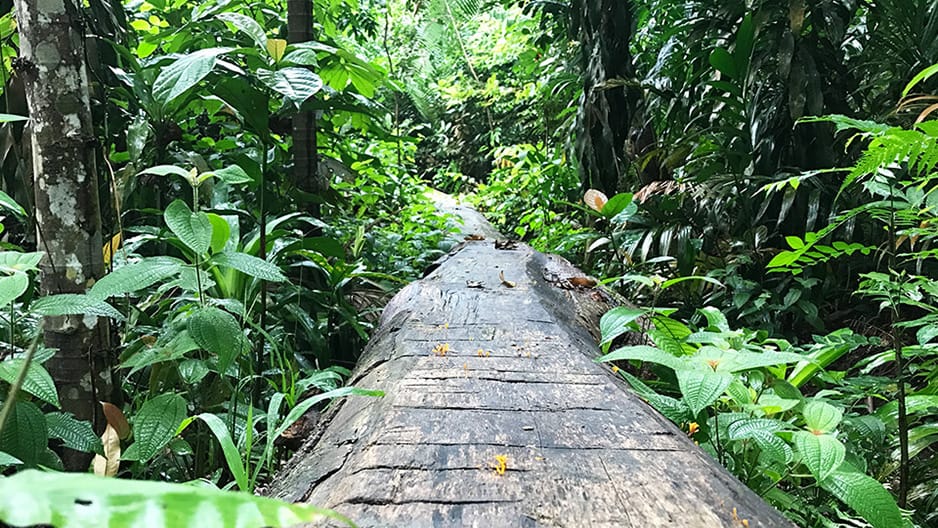 A fallen trunk on a forest trail