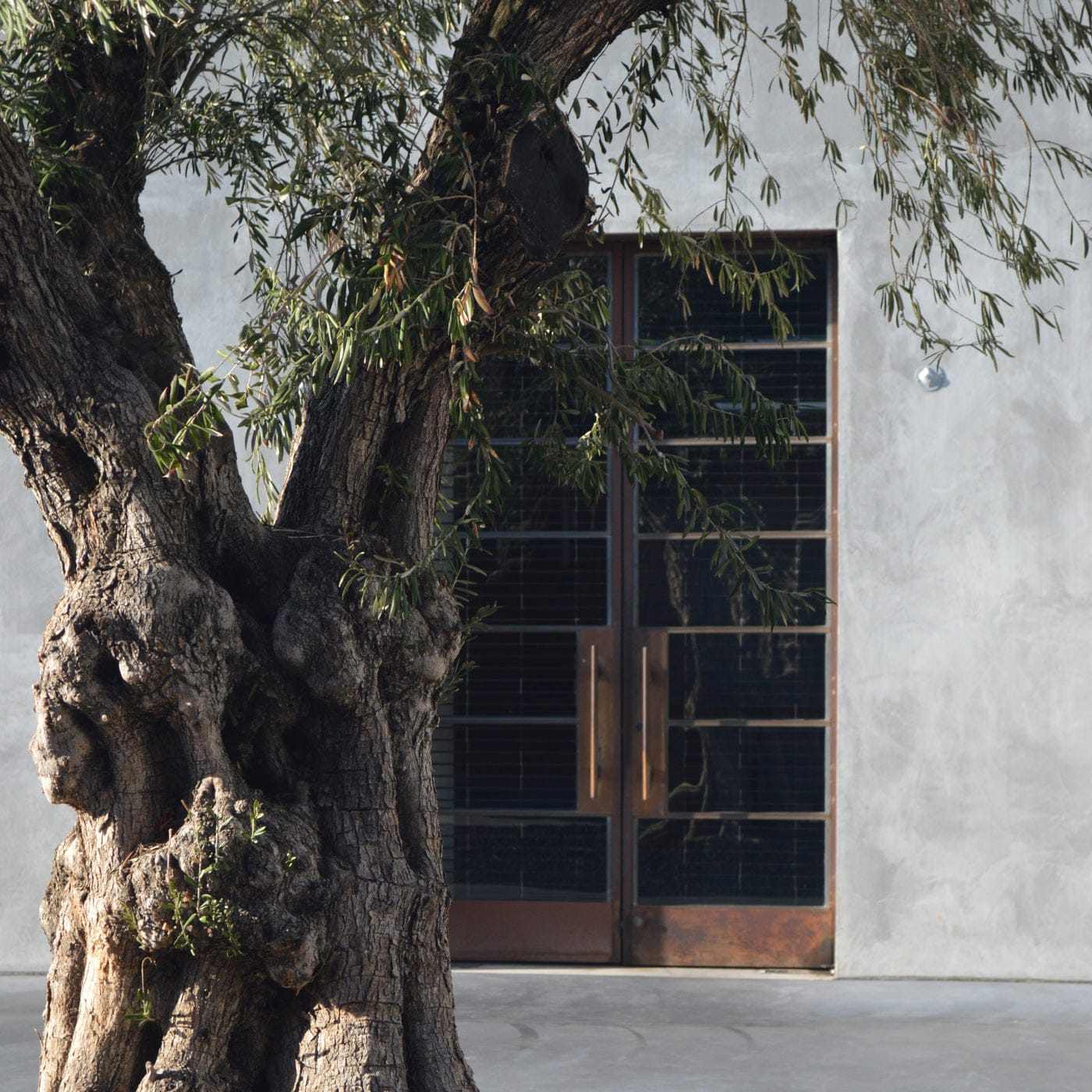 Olive tree at the store doors