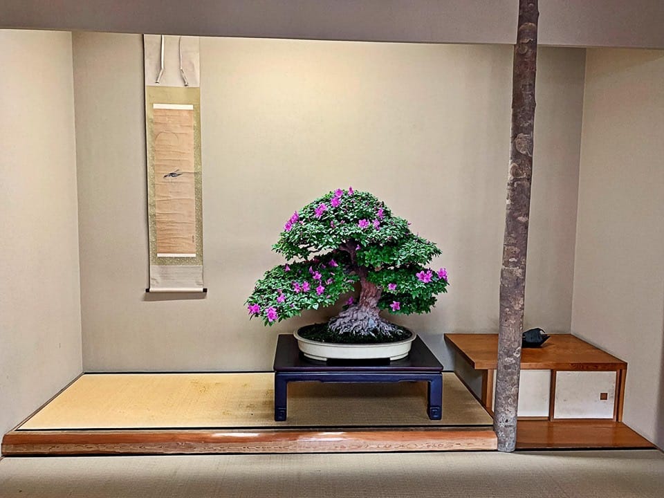 An azalea in the alcove