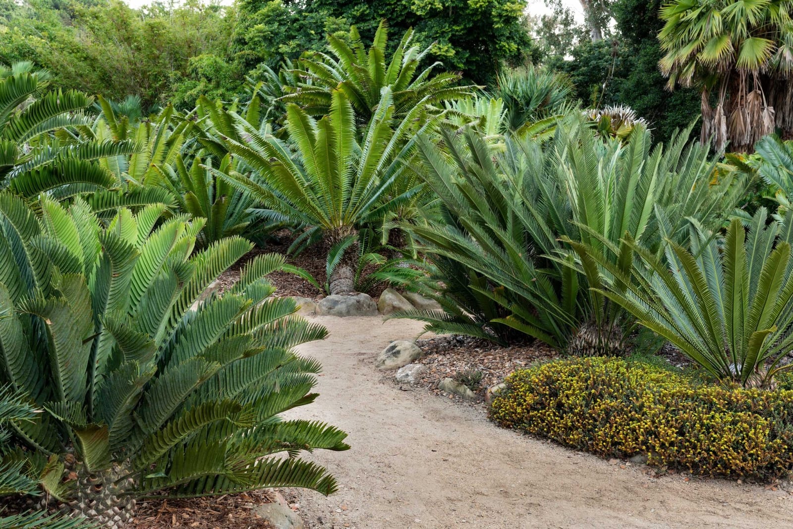 A path through the Cycad Garden