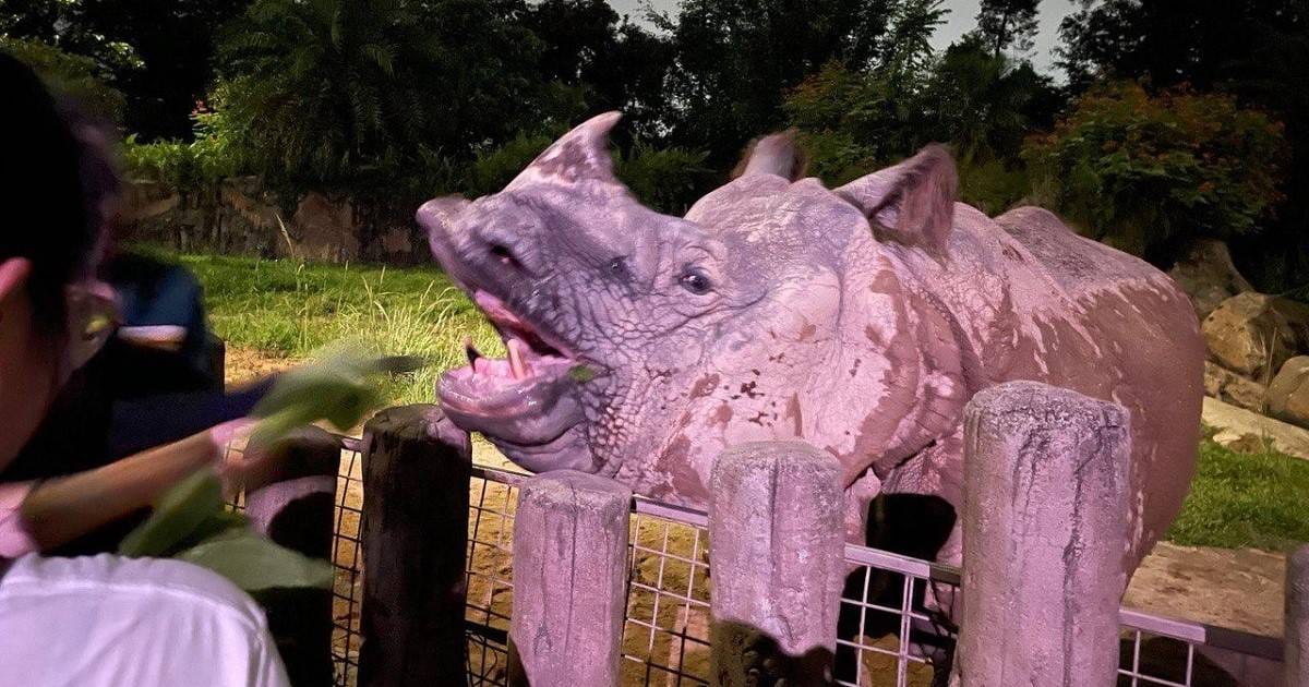 An Indian rhino at the feeding fence