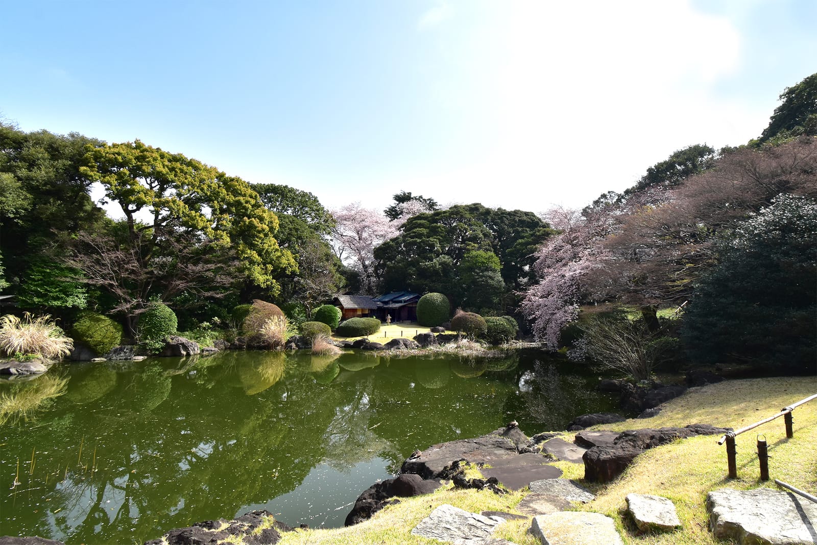 The north garden and its pond in spring