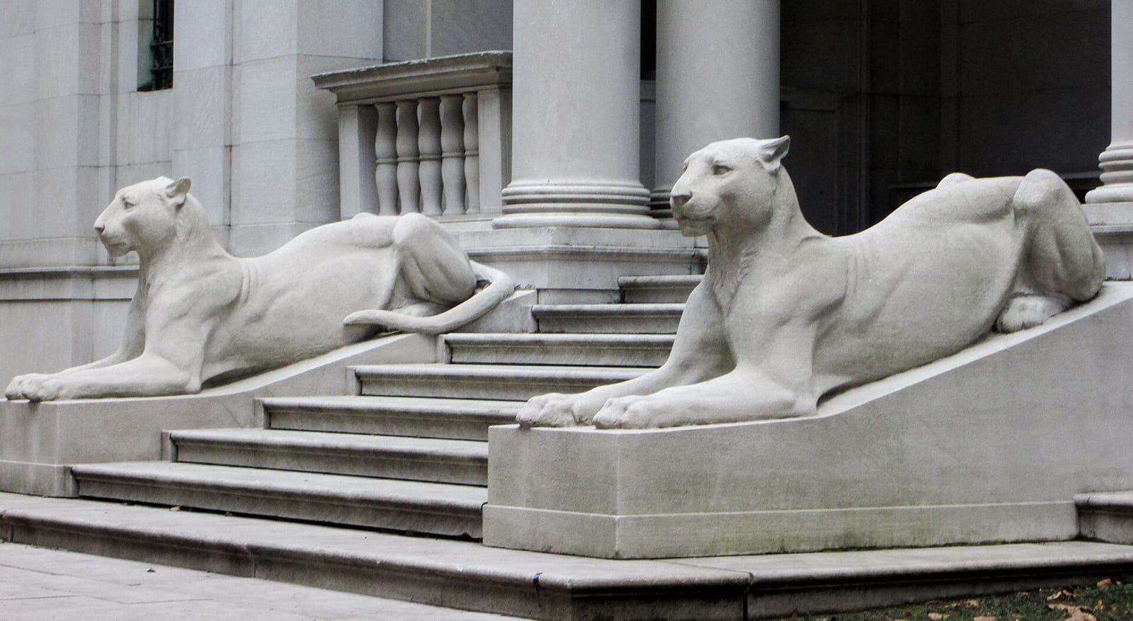 The lionesses at the library steps