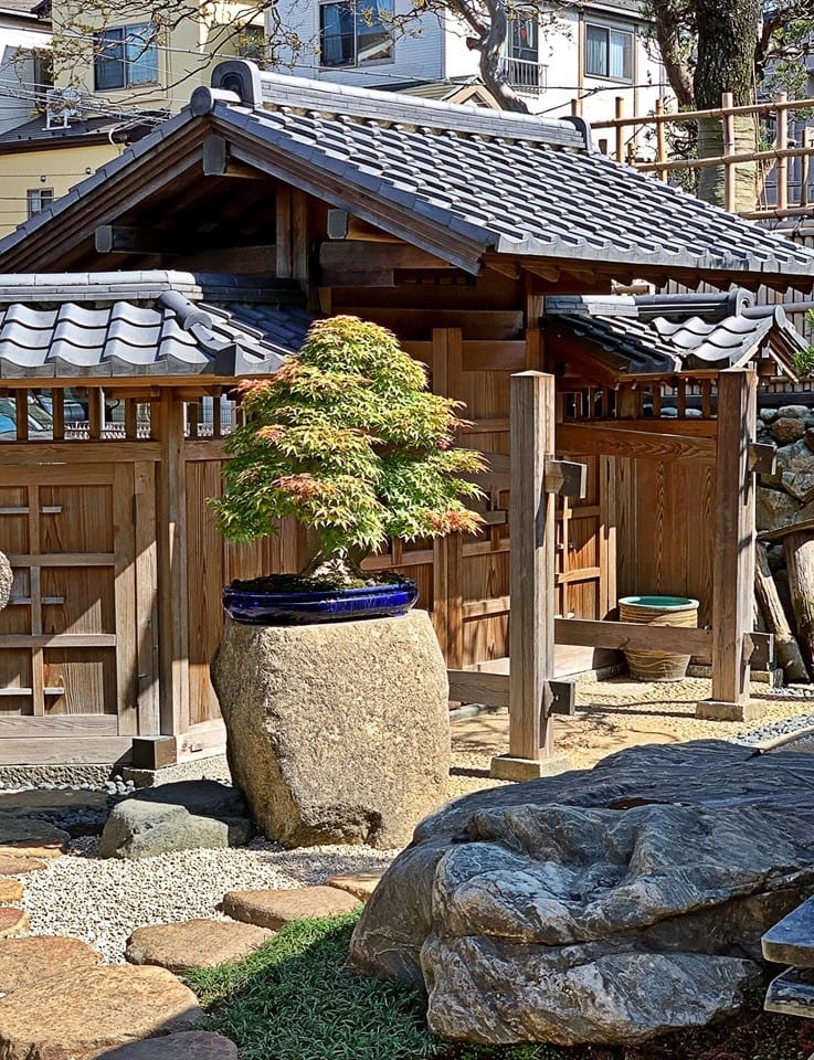 A maple by the inner gate
