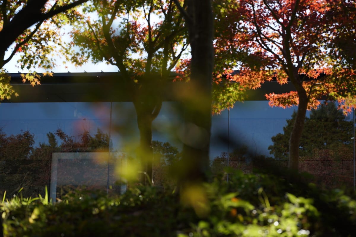 The glass gallery behind autumn maples